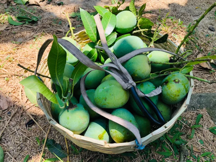 mango